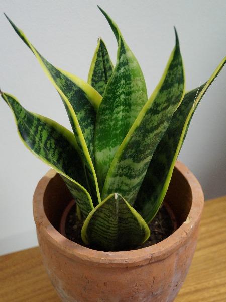 Viherkasvi, Keltareuna- anopinkieli